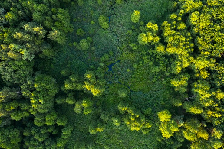 Photo arbres, roseaux et rivière, zones humides près de la forêt, vue de dessus. magnifique paysage d'été, vue drone. abstrait naturel.