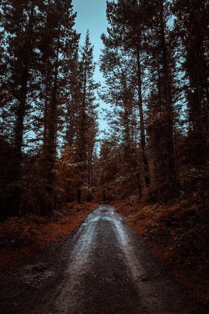 Les arbres rouges