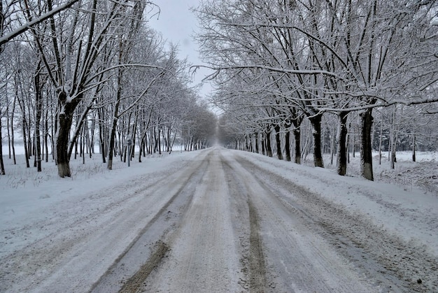 Arbres de route arbres d'hiver dans la neige nature