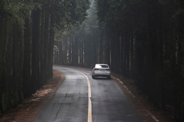 Arbres de rue dans l'île de Jeju, Corée