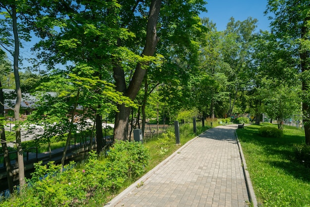 Arbres et ruelles du parc d'été par une journée ensoleillée.