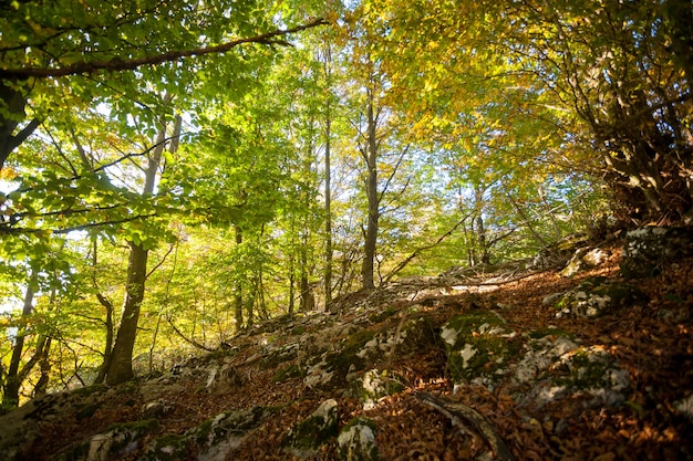 Arbres en saison d'automne