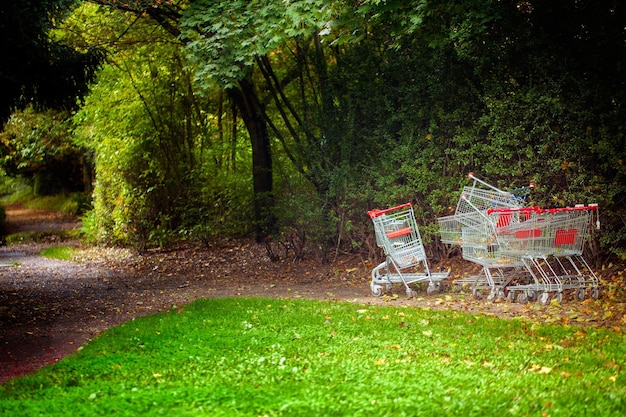 Arbres saisonniers et routes Nature verte dans le parc Photo