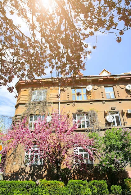 Arbres de Sakura dans la ville Fleur rose fleurissant en Europe Printemps