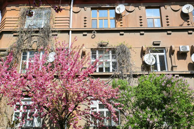 Arbres Sakura dans la ville. Fleur rose qui fleurit en Europe. Temps de printemps.