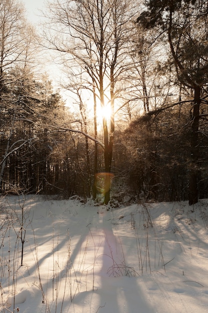 arbres sans feuillage en hiver