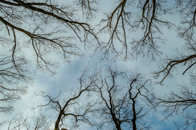 Arbres sans feuilles et ciel bleu