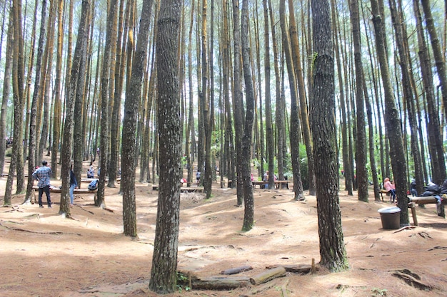 Photo arbres sans feuilles dans la forêt