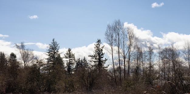 Arbres sans feuilles dans un parc de la ville pendant une journée d'hiver ensoleillée