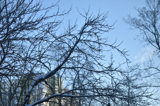 Arbres sans feuilles dans la rue de la ville