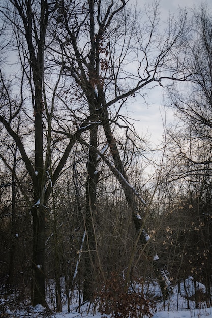 Arbres sans feuilles en hiver