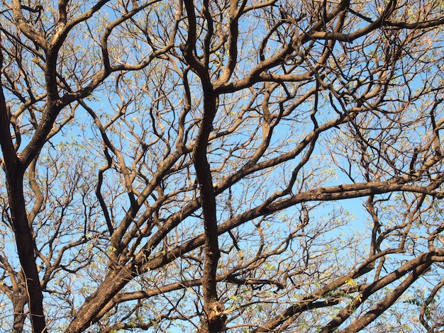 Arbres sans feuilles