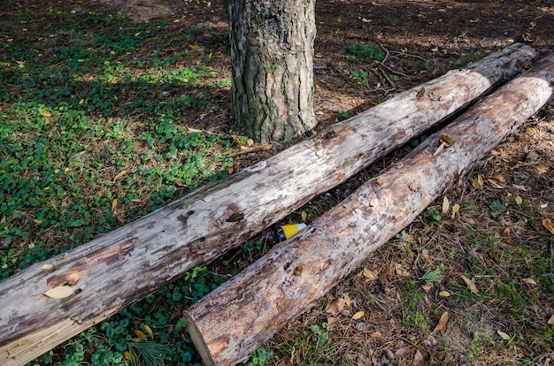 arbres sciés dans la forêt