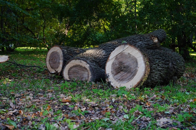 Photo arbres sciés dans un parc pile de bûches naturelles