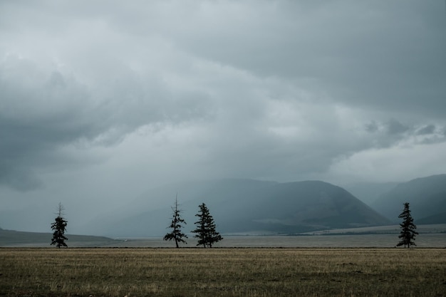 Les arbres se dressent dans le brouillard contre une montagne dans la République de l'Altaï