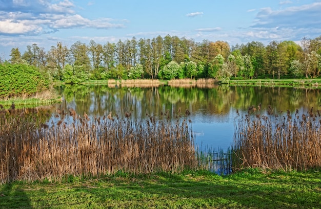 Arbres se reflétant dans un étang au parc national de Bialowieza dans le cadre du parc national de Belovezhskaya Pushcha en Pologne.