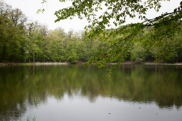 Les arbres se reflètent dans le lac de la forêt