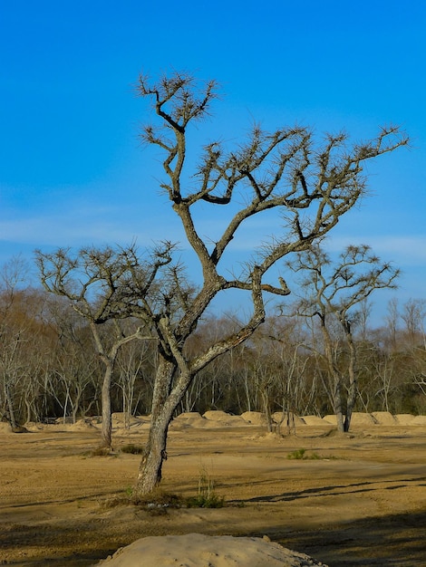 Arbres secs à Belen de Escobar Buenos Aires