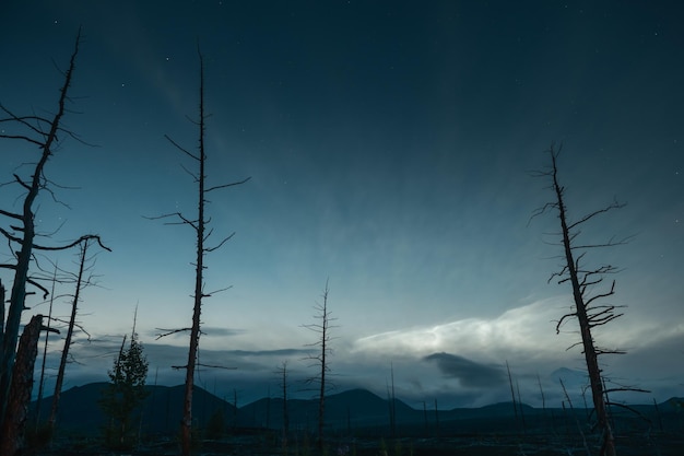 Arbres secs dans la forêt morte contre le ciel nocturne avec des étoiles