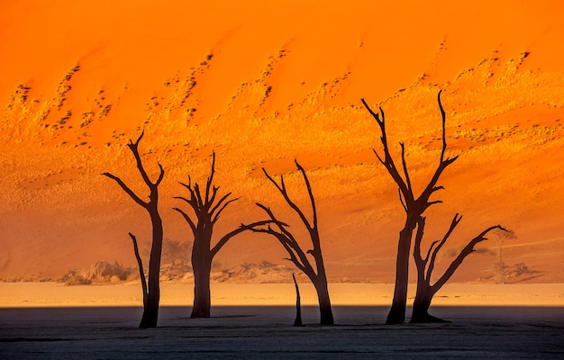 Arbres secs et dunes rouges avec une belle texture de sable