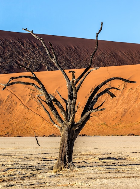 Arbres secs et dunes rouges avec une belle texture de sable