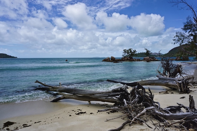 Arbres secs sur la plage de sable blanc aux îles Seychelles, Afrique.