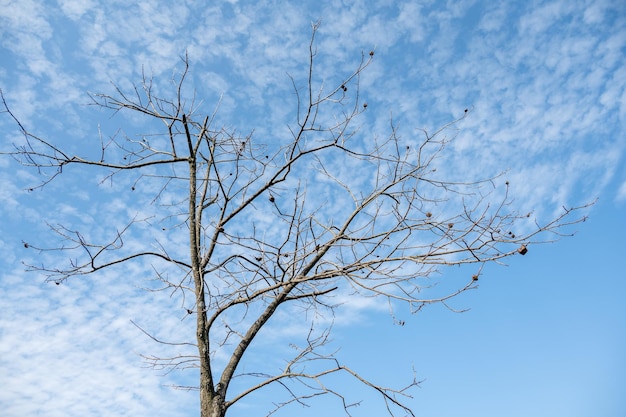 Arbres secs sous ciel bleu et nuages blancs