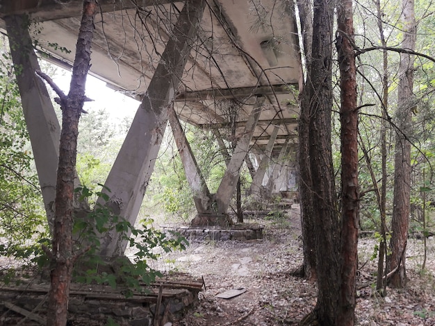 Arbres secs sous un pont en béton non fonctionnel délabré abandonné dans la forêt