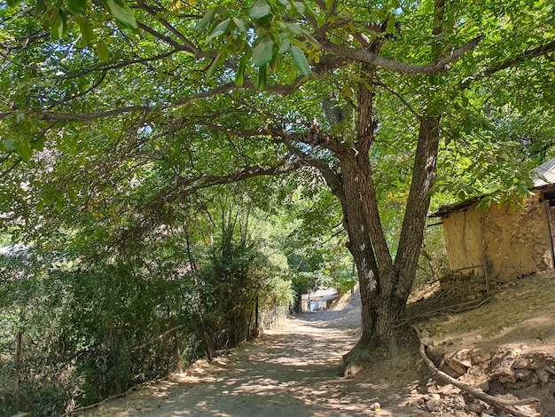 Arbres séculaires et vie rurale dans les montagnes aux anciennes coutumes.