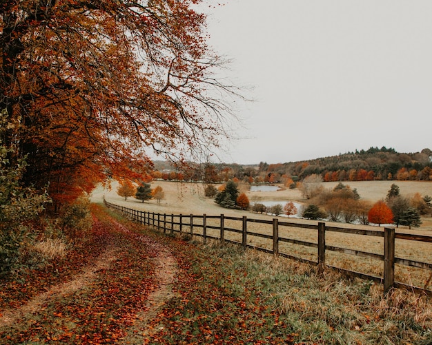 Photo des arbres sur le sentier contre le ciel en automne