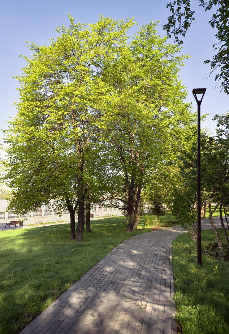Arbres et sentiers du parc
