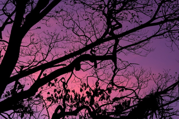 Arbres de silhouette avec le beau fond de ciel, forêt