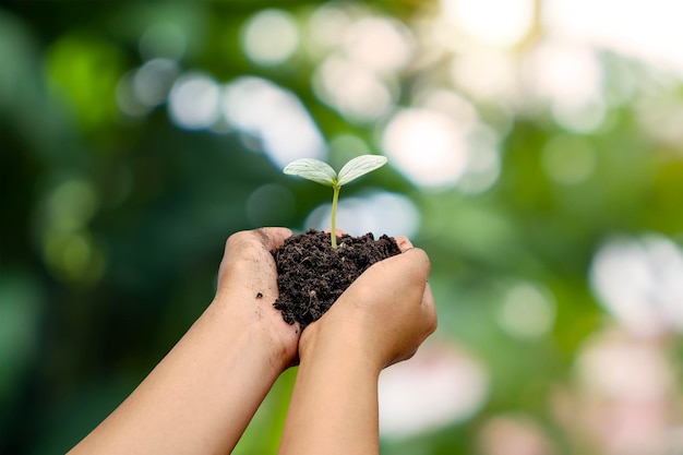 Les arbres sont plantés sur le sol par des mains humaines avec des arrière-plans verts naturels le concept de croissance des plantes et de protection de l'environnement