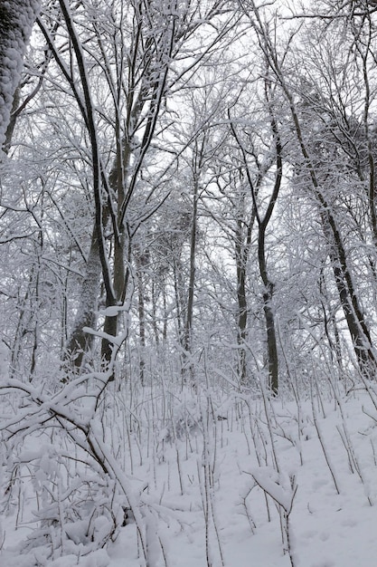 Les arbres sont recouverts de neige, il peut y avoir des traces de personnes sur la neige dans le parc, des arbres en hiver sur le territoire du parc