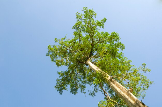 Les arbres sont très grands et beau ciel