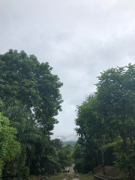 Photo les arbres sont verts et le ciel est sombre