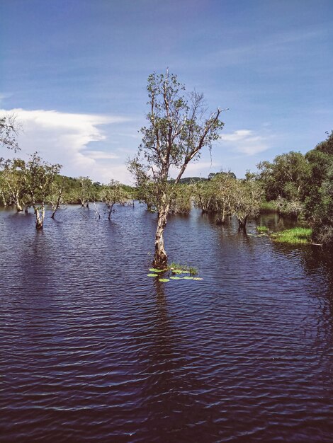 Les arbres et les souches d'arbres grandissent dans le lac et le paysage forestier Rayong Provincial East Plant Center Thaïlande