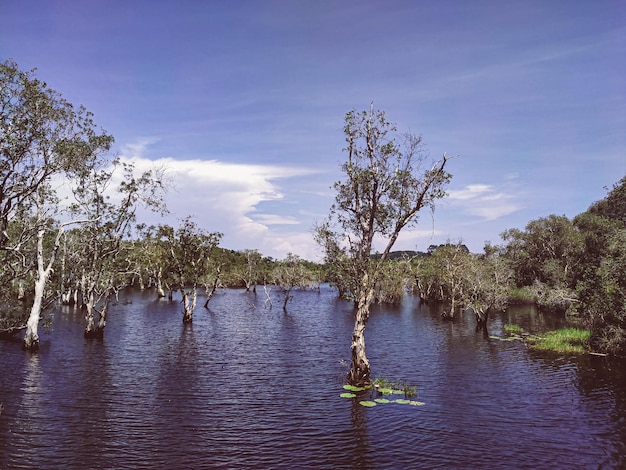 Les arbres et les souches d'arbres grandissent dans le lac et le paysage forestier Rayong Provincial East Plant Center Thaïlande