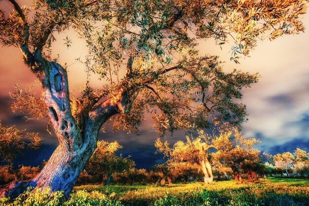 Photo des arbres sous les étoiles