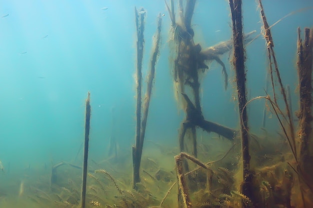 arbres sous-marins eau douce plongée sous-marine photo monde inondé, écosystème paysage sous-marin