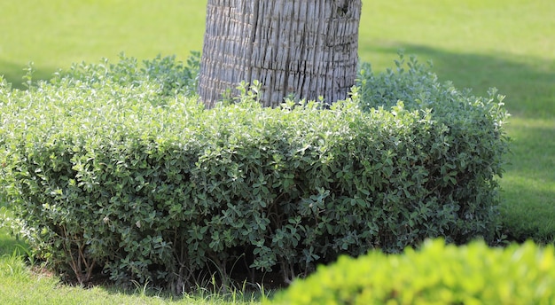 arbres taillés décoratifs par une journée ensoleillée d'été