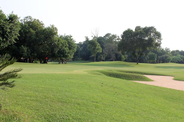 Des arbres sur un terrain de golf contre un ciel dégagé