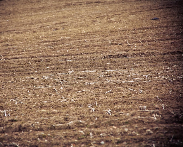 Photo arbres sur le terrain