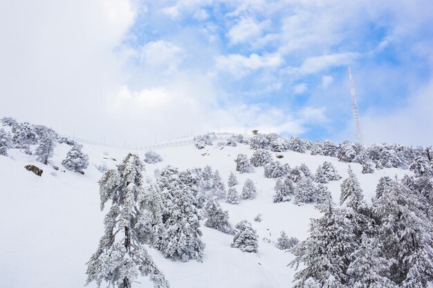 Des arbres sur une terre couverte de neige contre le ciel