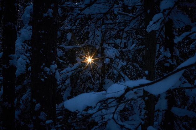 Photo des arbres sur une terre couverte de neige la nuit.