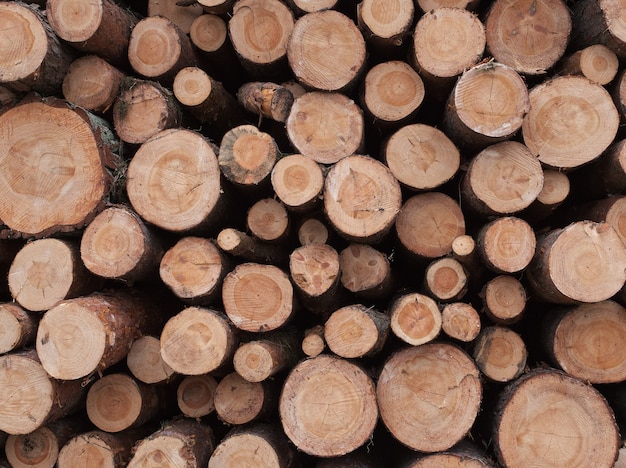 Arbres tombés de forêt qui se trouvent dans un fond de tas