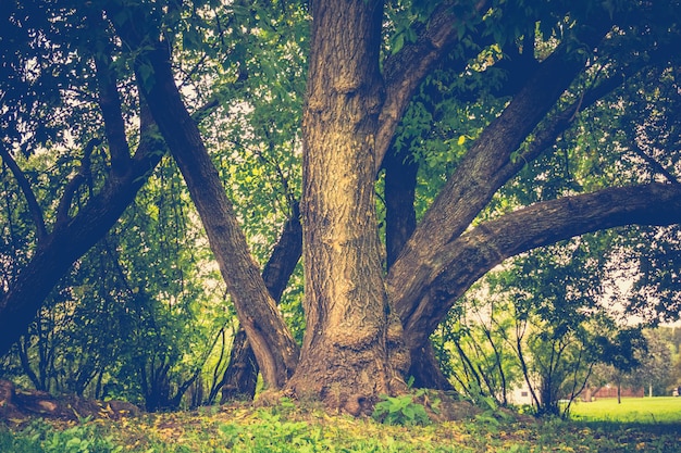 Arbres tordus verts dans le parc rétro