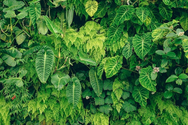 Arbres tropicaux disposés en arrière-plan complet Ou mur complet Il y a des feuilles de différentes tailles différentes couleurs différentes tailles de nombreuses variétés Une autre disposition de jardin comme fond d'été avec espace de copie