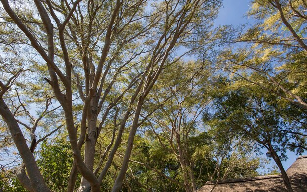 arbres et végétation africains verts à Maurice