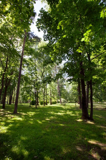 Les arbres et la végétation poussent dans le parc